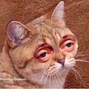 Meet your Posher, Ben